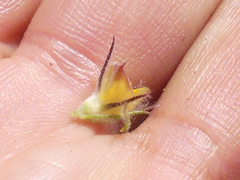 Aspalathus asparagoides