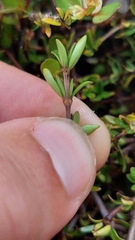 Coprosma cheesemanii