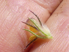 Aspalathus asparagoides