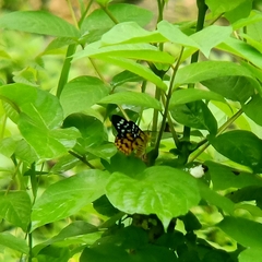 Dysphania subrepleta