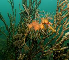 Phycodurus eques