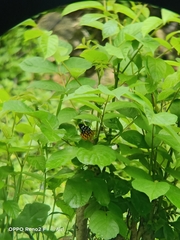 Dysphania subrepleta