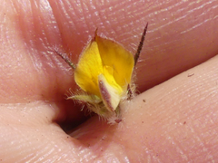 Aspalathus asparagoides