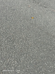 Dysphania subrepleta