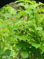 Dysphania subrepleta