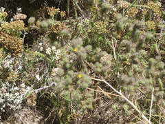 Aspalathus asparagoides
