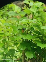 Dysphania subrepleta