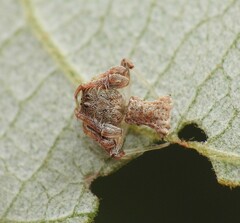 Arkys dilatatus