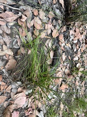 Juncus fockei