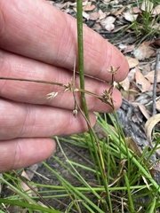 Juncus fockei