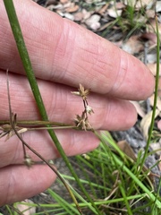 Juncus fockei