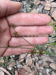 Juncus fockei