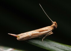 Eutorna symmorpha