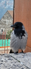 Corvus cornix