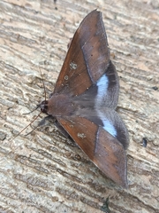 Ischyja manlia