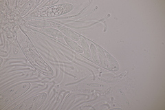 Meloderma desmazieri