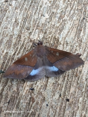 Ischyja manlia