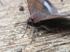 Ischyja manlia