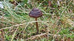 Entoloma perzonatum