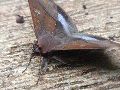 Ischyja manlia