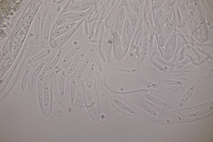 Meloderma desmazieri