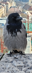 Corvus cornix