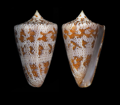 Conus dominicanus