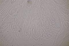 Meloderma desmazieri