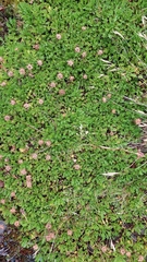 Leptinella pyrethrifolia