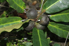 Ficus auriculigera