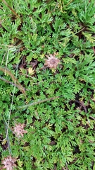 Leptinella pyrethrifolia