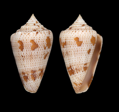 Conus dominicanus