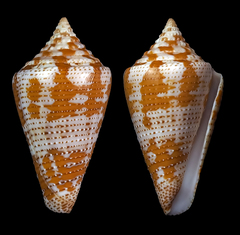 Conus dominicanus