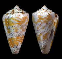 Conus dominicanus