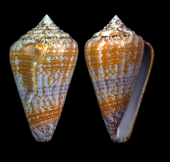 Conus dominicanus