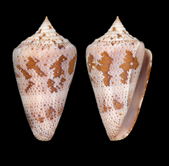 Conus dominicanus