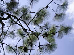 Pinus yunnanensis