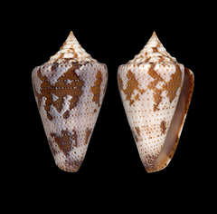 Conus dominicanus