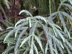 Cryptomeria