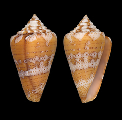 Conus dominicanus