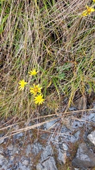 Dolichoglottis lyallii