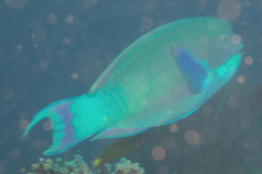 Chlorurus microrhinos