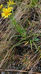 Dolichoglottis lyallii