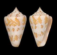 Conus dominicanus