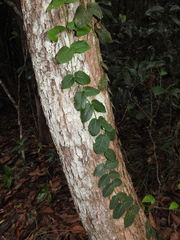 Parsonsia plaesiophylla