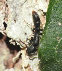 Platythyrea parallela