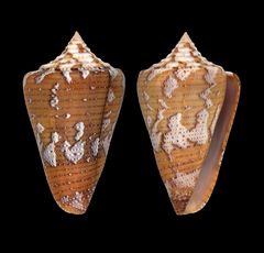 Conus dominicanus