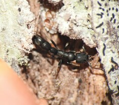 Platythyrea parallela