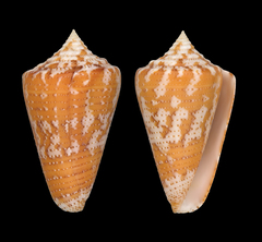 Conus dominicanus