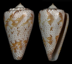 Conus dominicanus